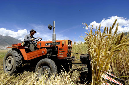 Farmer Gesang of the Tibetan ethnic group harvests wheat in Caigongtang Township of Lhasa, capital of southwest China