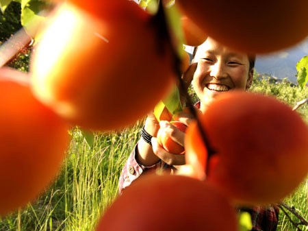 A girl of the Tibetan ethnic group picks fruits in Nyingchi, southwest China's Tibet Autonomous Region, July 9, 2008.