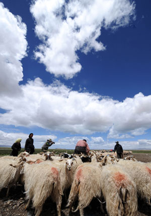 The family of Nuri milk sheep in Dangxiong County in the north of southwest China's Tibet Autonomous Region June 26, 2008.