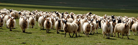 A flock of sheep are seen in the north of southwest China's Tibet Autonomous Region June 26, 2008. 