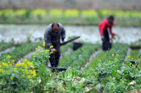Local people work in their farmland in rain during the spring farming season in Chengtuan Town of Liujiang County, southwest China's Guangxi Zhuang Autonomous Region, March 3, 2009. [Huang Xiaobang/Xinhua]