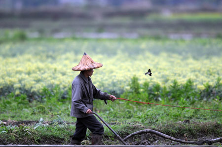 A man ploughs farmland in rain during the spring farming season in Chengtuan Town of Liujiang Councy, southwest China's Guangxi Zhuang Autonomous Region, March 3, 2009. 