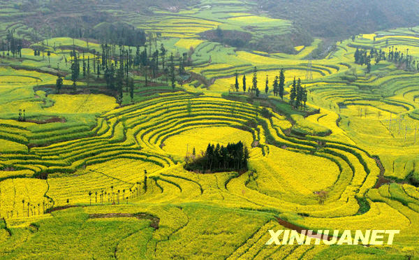 The vast farmland of Luoping in eastern Yuannan province, southwest China, is blanketed with stretching rape flowers in this photo taken on March 3, 2009. Early every spring, the blossoming crops of the small town Luoping will draw flocks of tourists and photographers. 