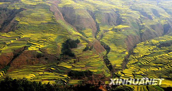 The vast farmland of Luoping in eastern Yuannan province, southwest China, is blanketed with stretching rape flowers in this photo taken on March 3, 2009. Early every spring, the blossoming crops of the small town Luoping will draw flocks of tourists and photographers.