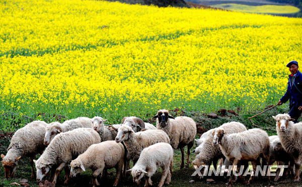 The vast farmland of Luoping in eastern Yuannan province, southwest China, is blanketed with stretching rape flowers in this photo taken on March 3, 2009. Early every spring, the blossoming crops of the small town Luoping will draw flocks of tourists and photographers.