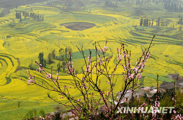 The vast farmland of Luoping in eastern Yuannan province, southwest China, is blanketed with stretching rape flowers in this photo taken on March 3, 2009. Early every spring, the blossoming crops of the small town Luoping will draw flocks of tourists and photographers. [Photo: Xinhuanet]