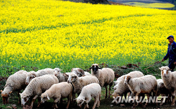 The vast farmland of Luoping in eastern Yuannan province, southwest China, is blanketed with stretching rape flowers in this photo taken on March 3, 2009. Early every spring, the blossoming crops of the small town Luoping will draw flocks of tourists and photographers. [Photo: Xinhuanet] 