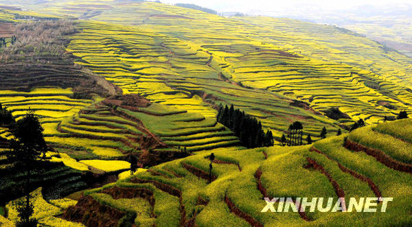 The vast farmland of Luoping in eastern Yuannan province, southwest China, is blanketed with stretching rape flowers in this photo taken on March 3, 2009. Early every spring, the blossoming crops of the small town Luoping will draw flocks of tourists and photographers. [Photo: Xinhuanet] 