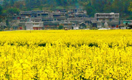 Photo taken on March 8, 2009 shows cole flowers in Guiding County, southwest China's Guizhou Province. Cole flowers have become an attraction to tourists to visit Guiding County in the spring. (Xinhua/Zhu Guoxian)