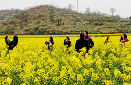 Tourists entertain themselves among cole flowers in Guiding County, southwest China&apos;s Guizhou Province, March 8, 2009. Cole flowers have become an attraction to tourists to visit Guiding County in the spring. [Xinhua/Zhu Guoxian]