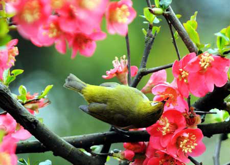 A bird seeks for food from the flower on a tree at the Lieshi Park in Changsha, capital of central-south China's Hunan Province, March 6, 2009. (Xinhua/Long Hongtao)