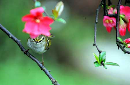 A bird rests on a tree at the Lieshi Park in Changsha, capital of central-south China's Hunan Province, March 6, 2009. (Xinhua/Long Hongtao)
