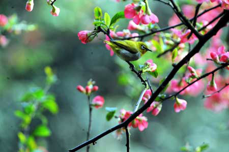 A bird rests on a tree at the Lieshi Park in Changsha, capital of central-south China's Hunan Province, March 6, 2009. (Xinhua/Long Hongtao) 