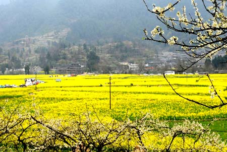 GUIDING, March 8, 2009 (Xinhua) -- Photo taken on March 8, 2009 shows cole flowers in Guiding County, southwest China's Guizhou Province. Cole flowers have become an attraction to tourists to visit Guiding County in the spring. (Xinhua/Zhu Guoxian)