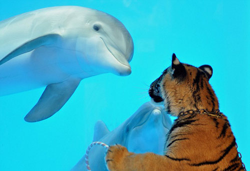 Vallejo Akaasha, a six-month-old Bengal tiger, enjoys an unlikely encounter with Maverick, a 14-month-old Atlantic bottlenose dolphin, while being taken for a walk at the Six Flags Discovery Kingdom, a theme park in Vallejo, California. 