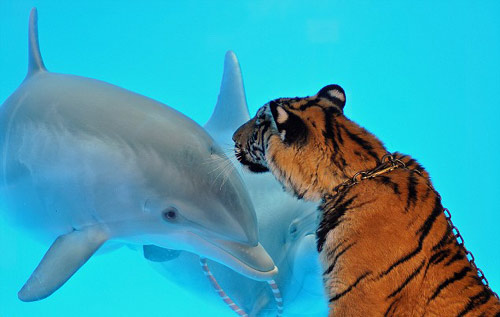 Vallejo Akaasha, a six-month-old Bengal tiger, enjoys an unlikely encounter with Maverick, a 14-month-old Atlantic bottlenose dolphin, while being taken for a walk at the Six Flags Discovery Kingdom, a theme park in Vallejo, California. 