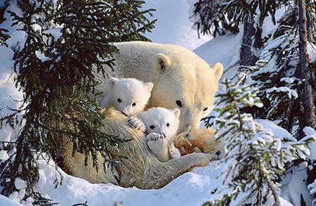 The three snuggle together for warmth, the young polar bear family find a safe place to rest on the first day away from their den. 