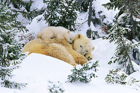 Playing in the snow has been such hard work,and they take a nap.