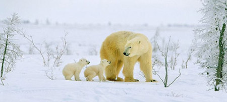 The cubs stop for a sitdown as they cross the Arctic wasteland.