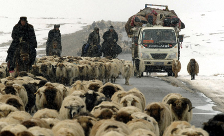 Herds of cows and lambs move to spring pasture in the Kazak Autonomous Prefecture of Ili, northwest China's Xinjiang Uygur Autonomous Region, March 8, 2009. 
