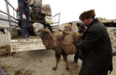 Kazak herder Resibek loads a little camel on a truck to spring pasture in the Kazak Autonomous Prefecture of Ili, northwest China's Xinjiang Uygur Autonomous Region, March 7, 2009. 