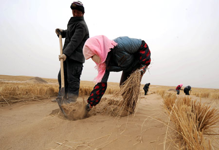 Villagers plant sacsaoul trees in Minqin County, northwest China's Gansu Province, Mar. 11, 2009. Minqin County, located in between the Tengger Desert and the Badain Jaran Desert, is surrounded on three sides by the deserts. The county fenced about 8667 hectares of sand land and artificially afforested other 4500 hectares in 2008. The county planned to artificially reafforest some 5400 hectares of sand land this year. (Xinhua/Han Chuanhao) 