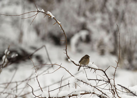 A bird rests on a tree branch covered with snow in Qamdu City, southwest China's Tibet Autonomous Region, Mar. 12, 2009. A snowfall occurred in southeastern part of Tibet on Thursday.