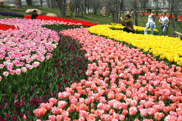 Hosts of tulips blossom in the Flower Port of Nanhui District.