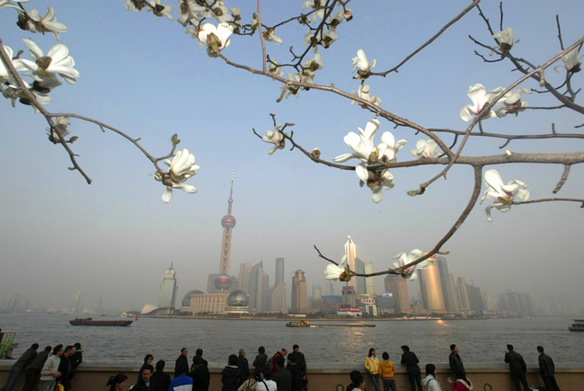 White magnolia blossoms - the city flower of Shanghai.