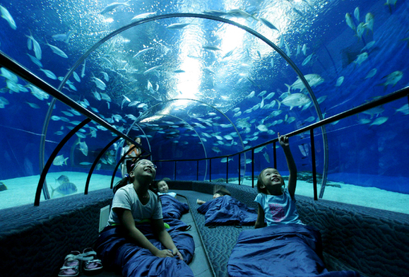 Children visit an aquarium. 