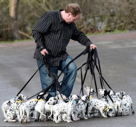 Adam Morley takes 18 playful Dalmatian puppies for a stroll. [Xinhuanet]