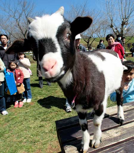 A cow lookalike billy goat named 'Ushika' is on display at Yume Bokujyo, or Dream stock farm, in Narita, east of Tokyo, Japan, Sunday, March 15, 2009. The name of the three-month old goat is translated from the Japanese 'Are you a cow? ' [Xinhua/AP]