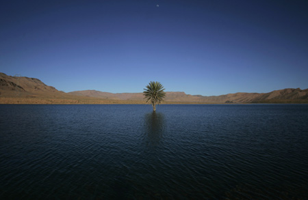 Photo taken on March 7, 2009 shows a palm tree grows in the Errachidia reservoir near the Ziz oasis. When Moroccan rivers start to dry out in the north of the Sahara desert they create spectacular oases. Huge palm trees grow around the water, and the Berbers cultivate the surrounding land through channelled irrigation systems. [Xinhua/Reuters]