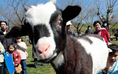 A cow lookalike billy goat named 'Ushika' is on display at Yume Bokujyo, or Dream stock farm, in Narita, east of Tokyo, Japan, Sunday, March 15, 2009. The name of the three-month old goat is translated from the Japanese 'Are you a cow? ' [Xinhua/AP]