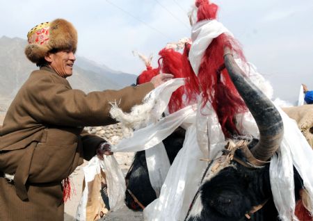 A villager decorate his bulls with hada scarfs during a ceremony to mark the start of the spring farming season at Shexing Village, Doilung Deqen County, southwest China's Tibet Autonomous Region, March 15, 2009. [Soinam Norbu/Xinhua]