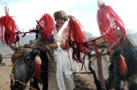 A villager decorates his bulls before a ceremony to mark the start of the spring farming season at Shexing Village, Doilung Deqen County, southwest China's Tibet Autonomous Region, March 15, 2009. [Soinam Norbu/Xinhua]