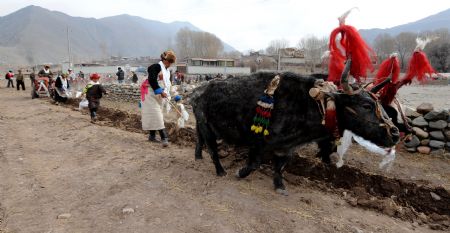 Bulls with traditional decorations plow a field during a ceremony to mark the start of the spring farming season at Shexing Village, Doilung Deqen County, southwest China's Tibet Autonomous Region, March 15, 2009. [Soinam Norbu/Xinhua]