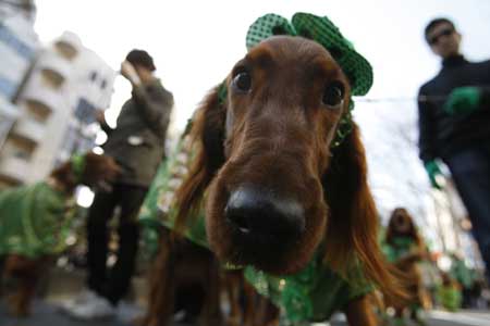 People and their dogs participate in a parade to celebrate Saint Patrick's Day in Tokyo March 15, 2009. The organization Irish Network Japan, which aims to introduce its culture to the local people, is holding similar parades in other cities throughout Japan as well. [Xinhua/Reuters]