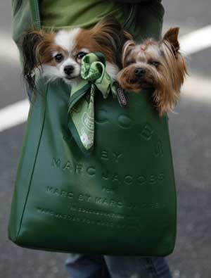  A woman and her dogs participate in a parade to celebrate Saint Patrick's Day in Tokyo March 15, 2009. [Xinhua/Reuters]