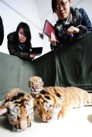 Journalists look at new-born Siberian tigers at a Siberian tiger artificial propagation center in Harbin, capital of northeast China's Heilongjiang Province, March 15, 2009. Three baby Siberian tigers are artificial fed now as their mother is lack of milk after giving birth.[Wang Jianwei/Xinhua]