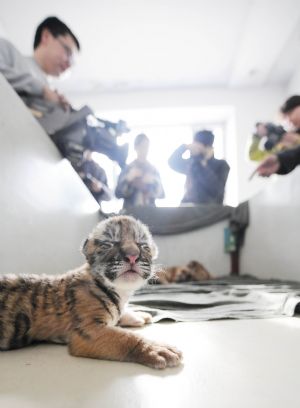 Journalists take photos of new-born Siberian tigers at a Siberian tiger artificial propagation center in Harbin, capital of northeast China's Heilongjiang Province, March 15, 2009. Three baby Siberian tigers are bottle fed now as their mother is lack of milk after giving birth.[Wang Jianwei/Xinhua]