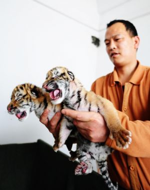 A keeper holds two new-born Siberian tigers at a Siberian tiger artificial propagation center in Harbin, capital of northeast China's Heilongjiang Province, March 15, 2009. Three baby Siberian tigers are artificially fed now as their mother is lack of milk after giving birth. [Wang Jianwei/Xinhua]