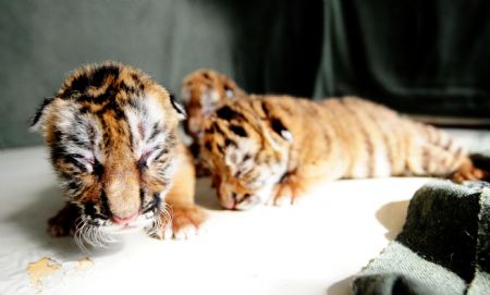 New-born Siberian tigers are seen at a Siberian tiger artificial propagation center in Harbin, capital of northeast China's Heilongjiang Province, March 15, 2009. Three baby Siberian tigers are artificial fed now as their mother is lack of milk after gaving birth. [Wang Jianwei/Xinhua] 