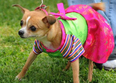 A Chihuahua is dressed up in an outdoor pet festival held in Los Angeles, March 15, 2009.[Xinhua/AFP]