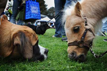  An adult pet horse faces a Saint Bernard in an outdoor pet festival held in Los Angeles, March 15, 2009.[Xinhua/AFP]