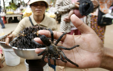 A vendor selling deep-fried spiders poses with a spider as she waits for costumers at bus station at Skun, Kampong Cham province, east of Phnom Penh March 14 ,2009.