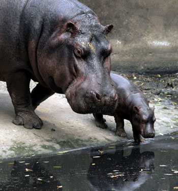 A four-day old hippopotamus is seen with its mother Rani inside the Assam State Zoo and Botanical Gardens premises in the northeastern Indian city of Guwahati March 17, 2009.[Xinhua/Reuters]