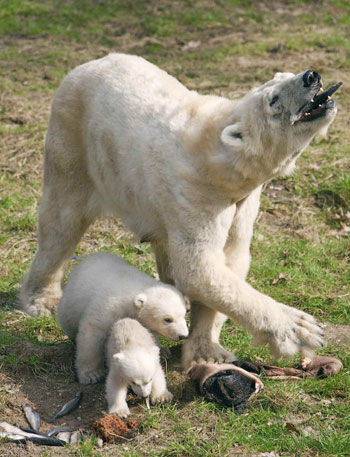 Two newborn polar bear cubs are seen with their mother Huggies on their first day out at the Ouwehands Zoo in Rhenen, Holland, March 17, 2009. The polar bear twins were born December 14, 2008 .[Xinhua/Reuters]