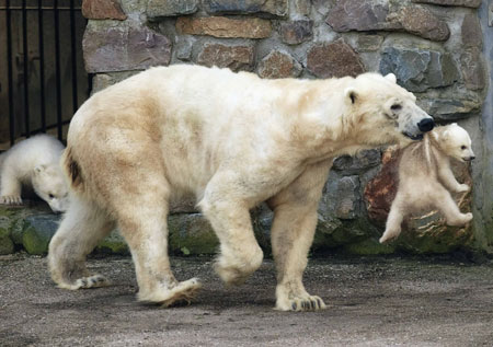  One of the two newborn polar bear cubs is held by his mother Huggies, on their first day out at the Ouwehands Zoo in Rhenen March 17, 2009.[Xinhua/Reuters]