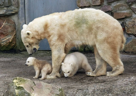 Two newborn polar bear cubs are seen with their mother Huggies on their first day out at the Ouwehands Zoo in Rhenen March 17, 2009.[Xinhua/Reuters]